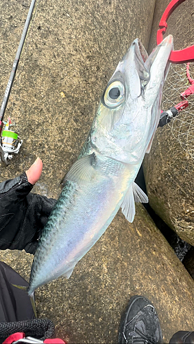 サバの釣果