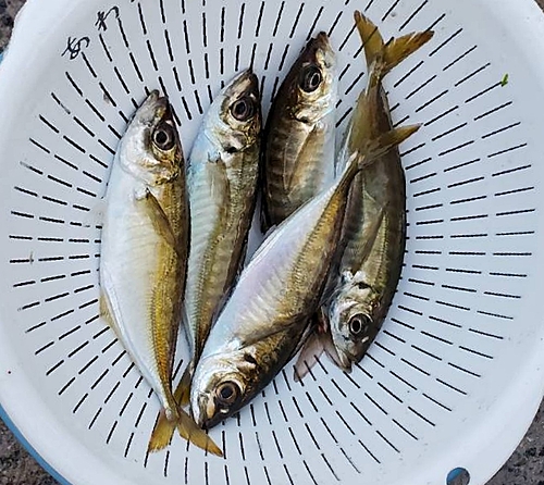 アジの釣果