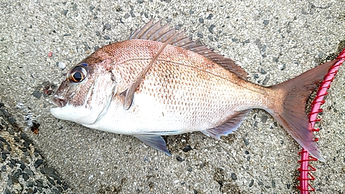 マダイの釣果