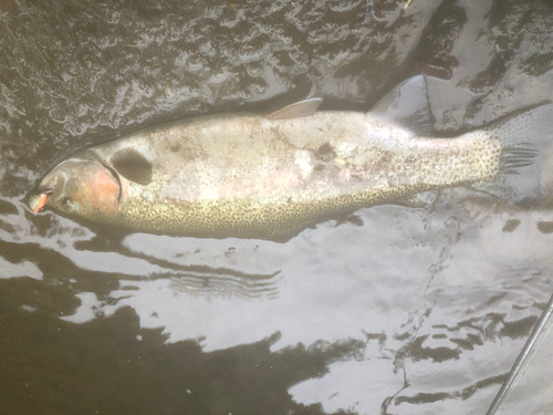 ニジマスの釣果