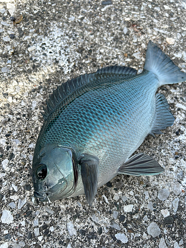 メジナの釣果