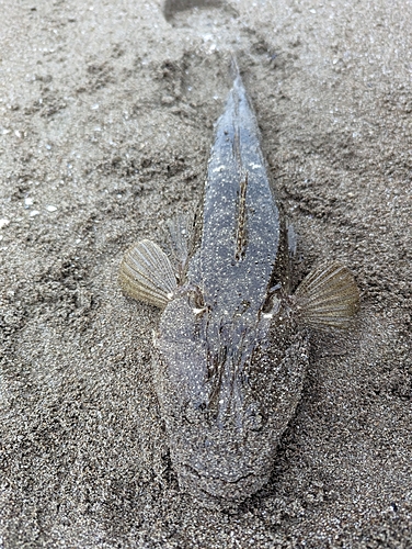 マゴチの釣果