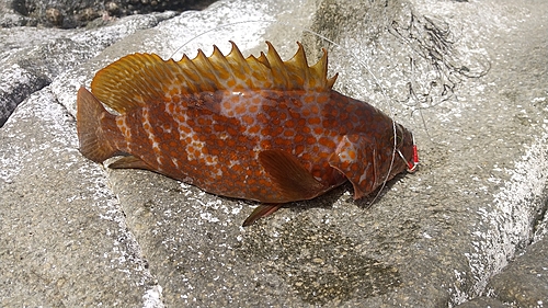 アコウの釣果