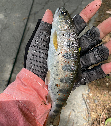 アマゴの釣果