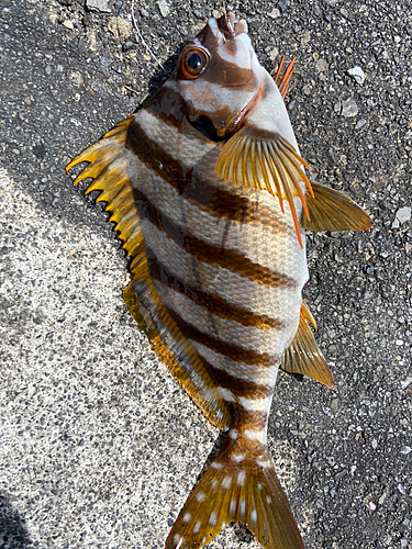 タカノハダイの釣果