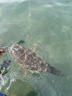 マゴチの釣果