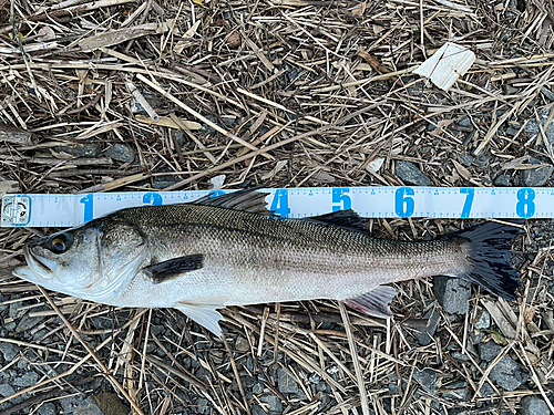 スズキの釣果