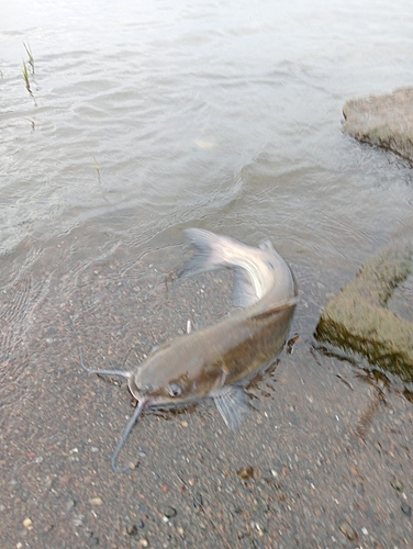 アメリカナマズの釣果