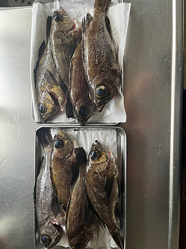 メバルの釣果