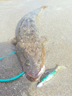 マゴチの釣果