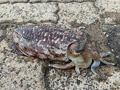 コウイカの釣果