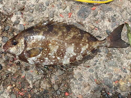 アイゴの釣果