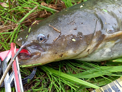 ナマズの釣果