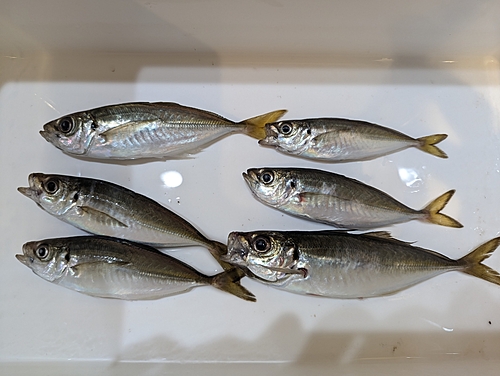 アジの釣果