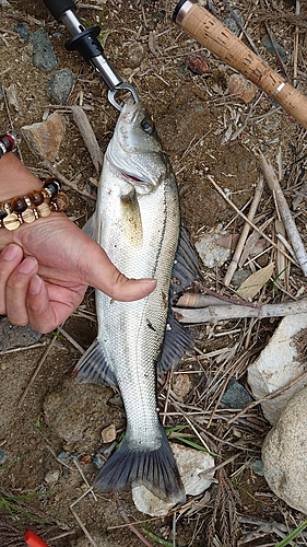 スズキの釣果