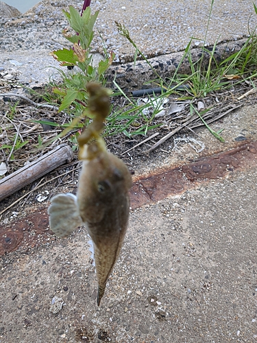 メゴチの釣果