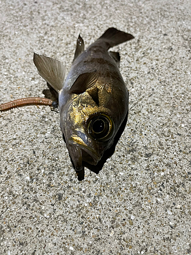 シロメバルの釣果