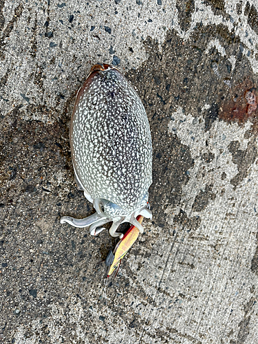 シリヤケイカの釣果