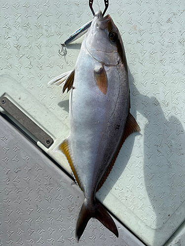 ショゴの釣果