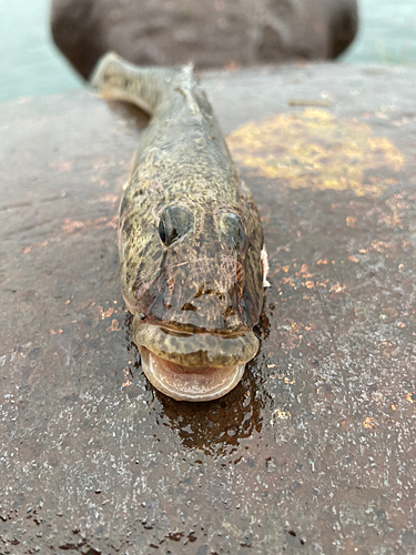 ハゼの釣果