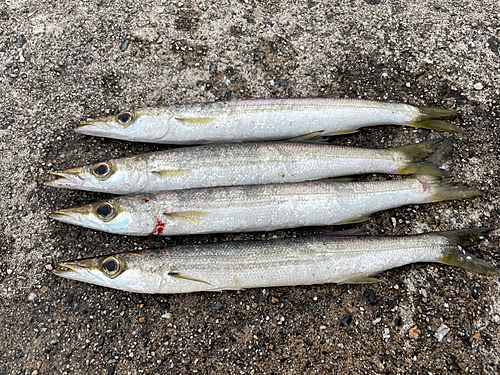 カマスの釣果