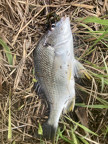 キチヌの釣果