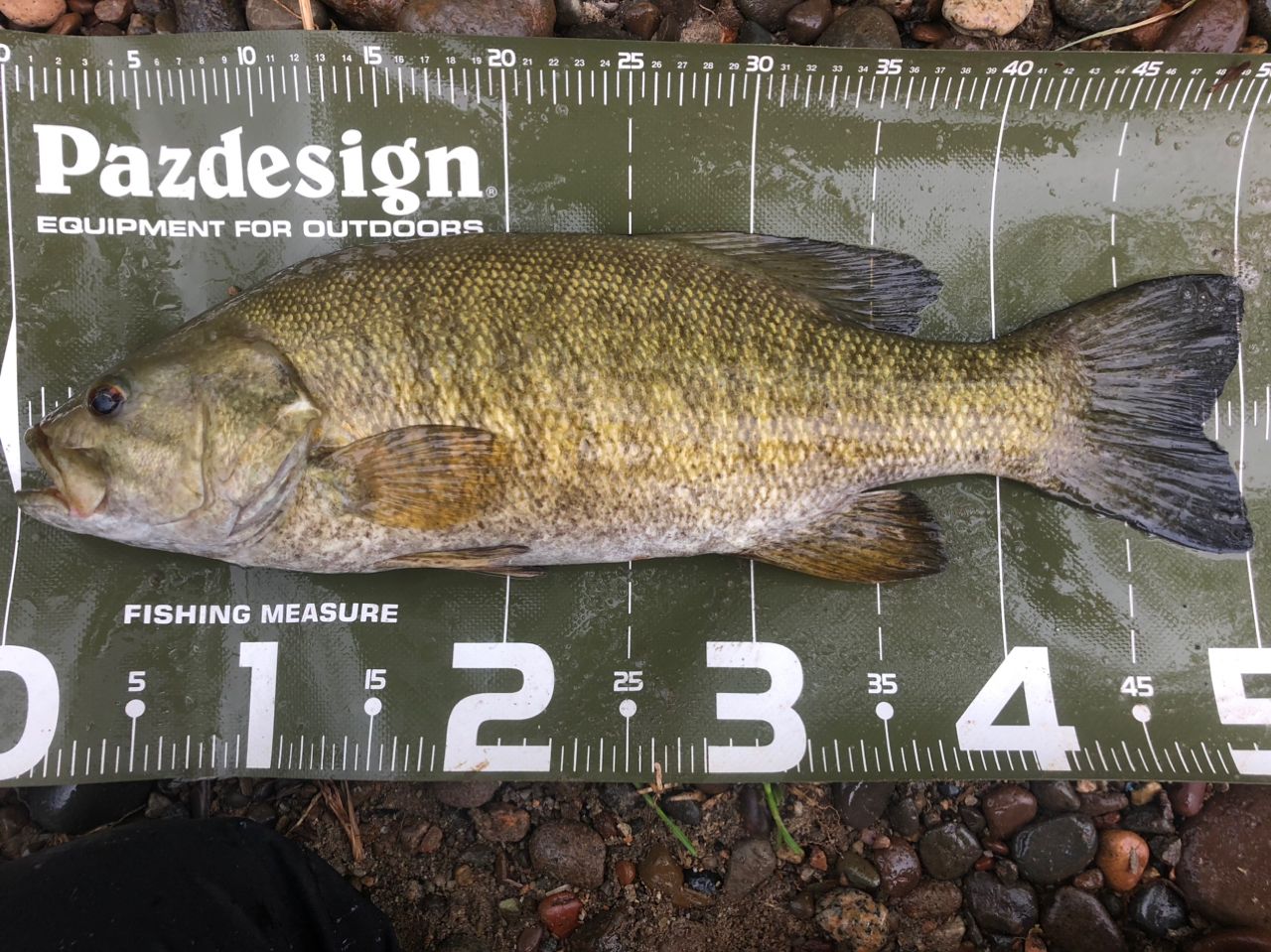 スモールマウスバス