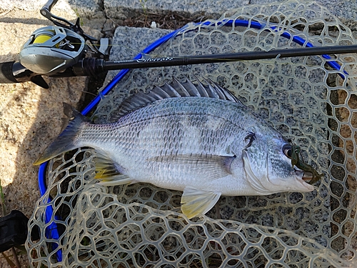 キビレの釣果