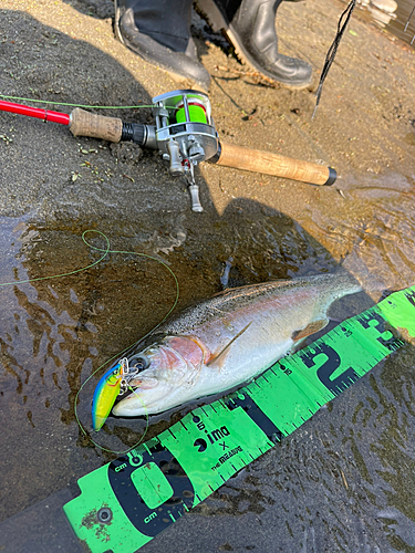 ニジマスの釣果