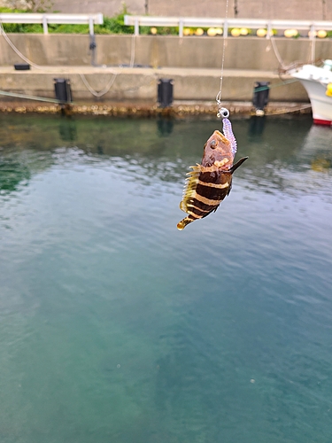 アオハタの釣果