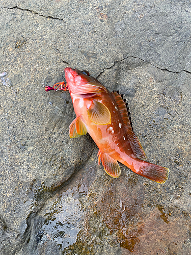 アカハタの釣果