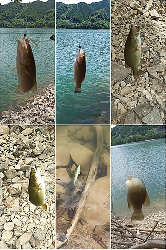 スモールマウスバスの釣果