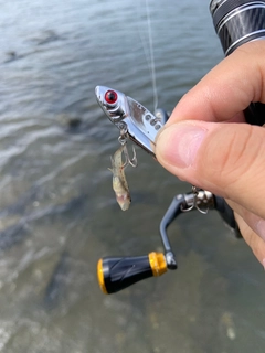 ハゼの釣果