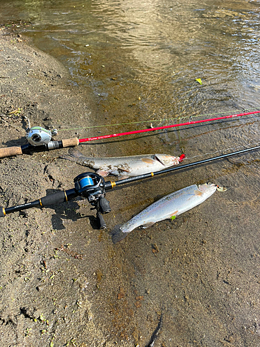 ニジマスの釣果