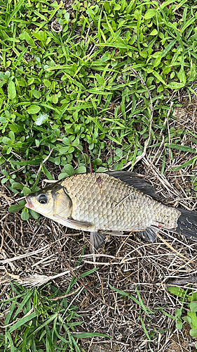 フナの釣果