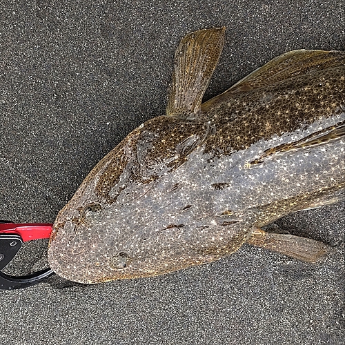 マゴチの釣果