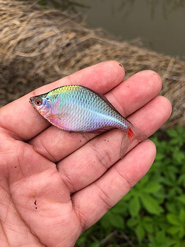 タイリクバラタナゴの釣果