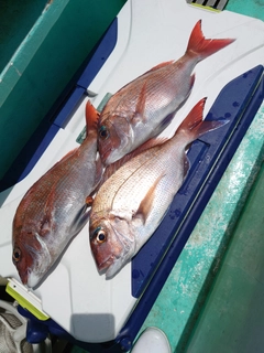 マダイの釣果