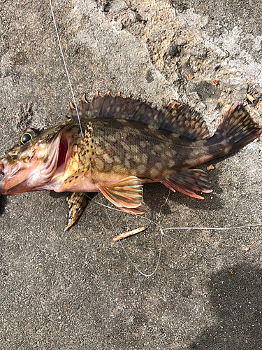 カサゴの釣果