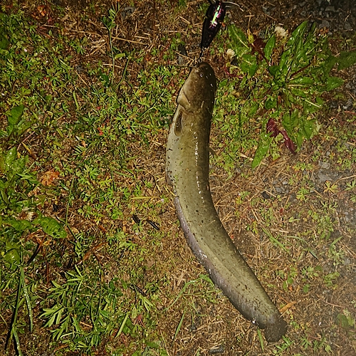 ナマズの釣果