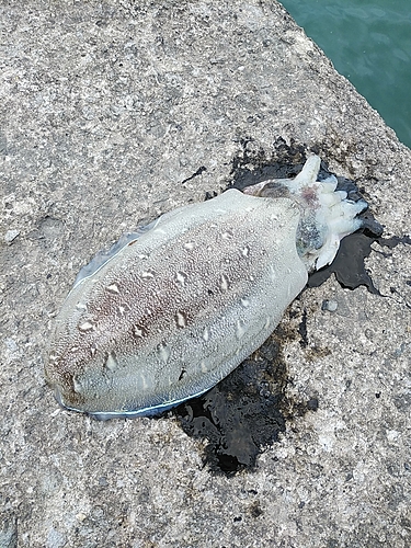 モンゴウイカの釣果