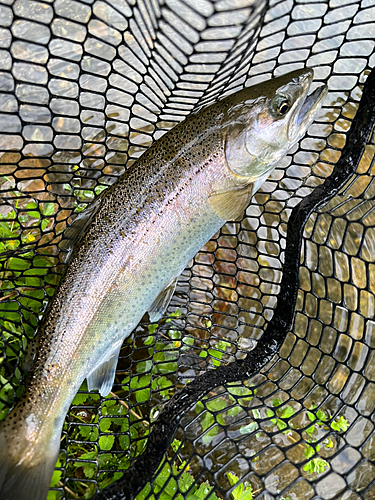 ヤマメの釣果