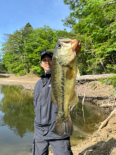 ラージマウスバスの釣果