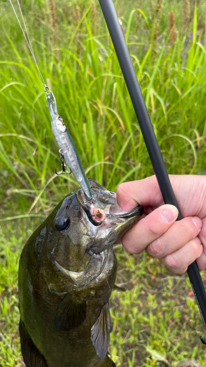 スモールマウスバス