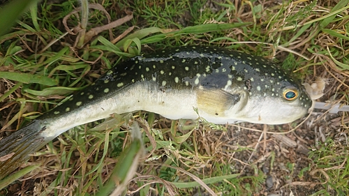 クサフグの釣果