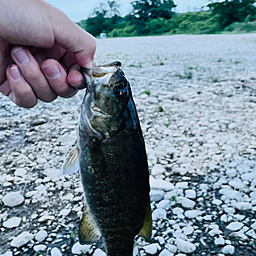 スモールマウスバス