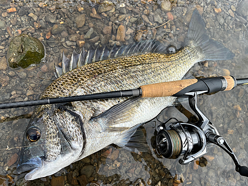 ミナミクロダイの釣果