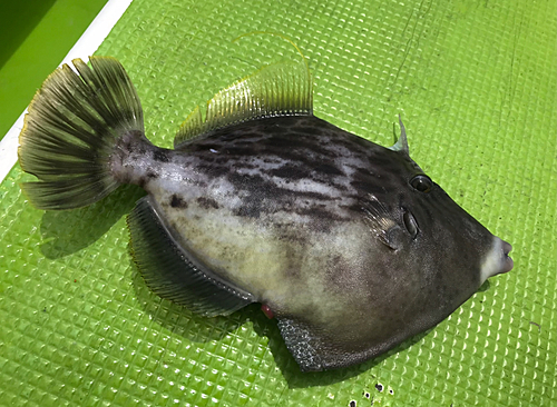 カワハギの釣果