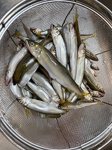 コアユの釣果