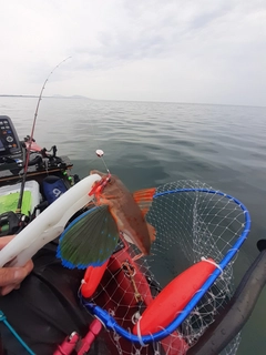 ホウボウの釣果